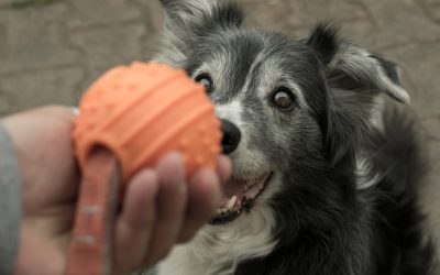 Votre chien a-t-il besoin d’une balle pour être heureux ?
